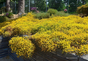 Loki Schmidt Garten Hamburg / ***