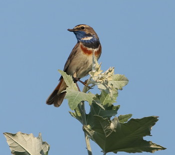 Blaukehlchen / ***