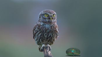 Augen / Wildlife
