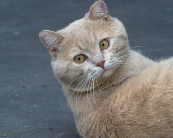 Katze / ***