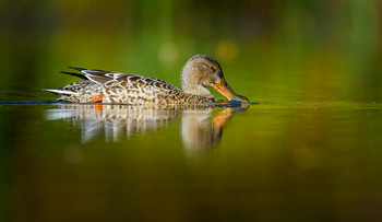 Northern shoveler (female) / ***
