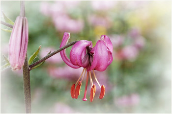 Aquilegia / ***