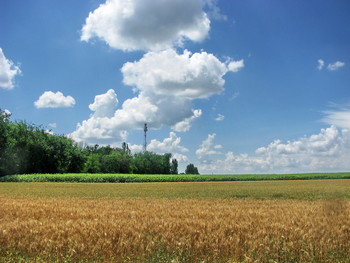Feld / ***