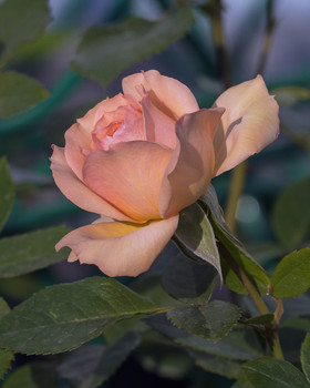 Rose / ***