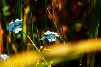 Tinkerbell / ***