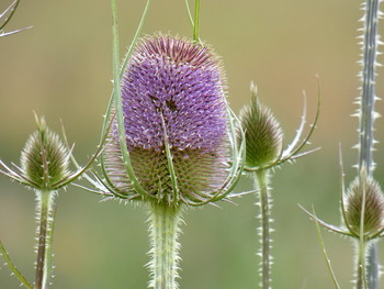 die wilde Karde blüht / gesehen an einer Wildblumenwiese
