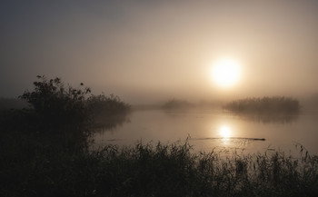 Dawn Beaver / 2020
