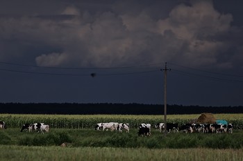 Das Leben im Dorf / ***