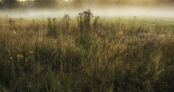 Kräuter / ***