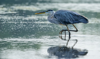 Great blue heron (juvenile) / ***
