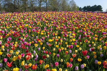 Alle Farben des Regenbogens / ***