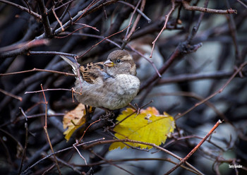 Spatz / ***