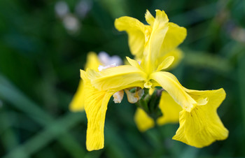Swamp lily / yellow tone