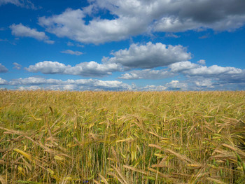 Russische Feld / ***