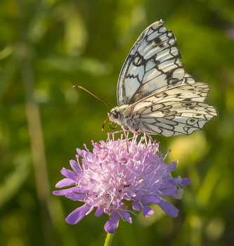 Sommermorgen. / ***