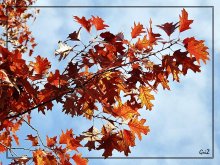 Three colors of Autumn. Red. / ***