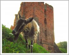 Goat @ Nov @ / ***