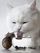thirst / ***