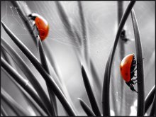 Dao ladybirds / ***