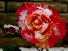 Celebration of the first snow. Congratulations! / ***