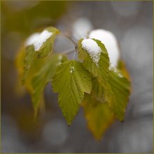 Last autumn leaf / F: 1.8
TV: 1/500