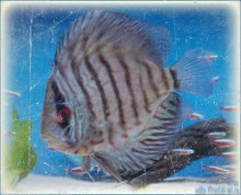 Small fish / ***