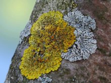 Lichen / ***