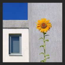 Sunflower / ***