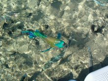 Hier ist ein Fisch / ***