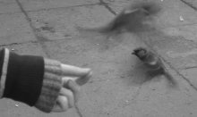 Sparrow / ***