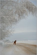 Red Dog / ***
