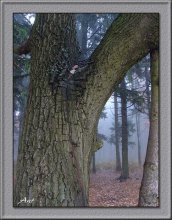 Sad Sukharevskiy Forest 2 / ***