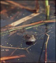 Rana temporaria / ***