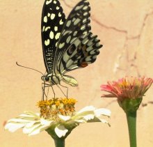 Bird and Butterfly / ***