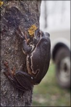 Hyla arborea / ***