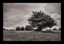 Gray mood ... / ***