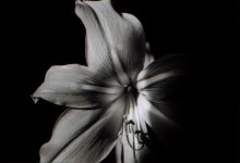 eye flower / ***