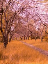 Alley in Botanic Garden / ***