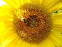 bee / ***