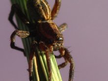 Spider / ***