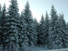 Winter Forest / ***