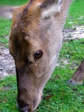 fawn / ***