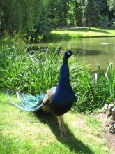 peacock / ***