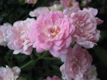 pink roses / ***