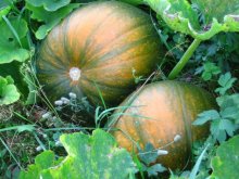 beautiful harvest / ***
