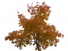 Autumn / ***