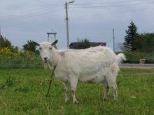 goat-supermodel / ***