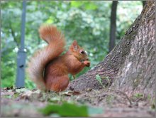Squirrel / ***
