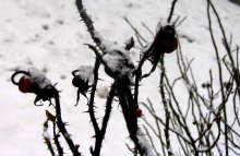 Widerhaken / ***