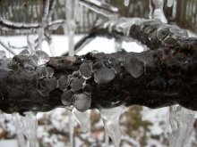 frozen / ***
